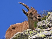 57 Un piccolo purtroppo ...unicorno